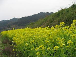 e0118904_2320016.jpg