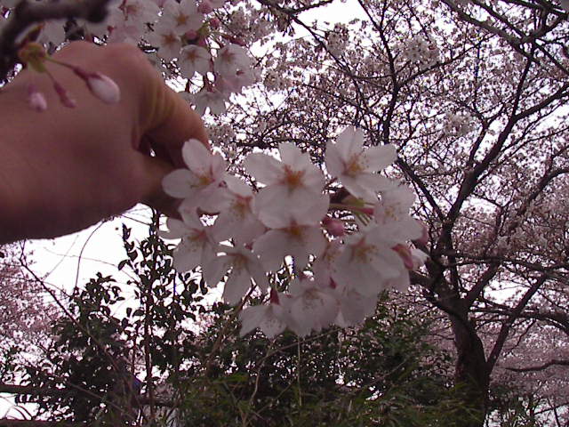 f0038407_915031.jpg