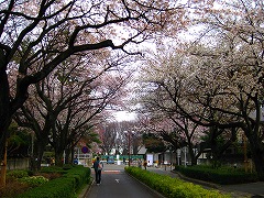 お花見ラン_a0036808_15101353.jpg