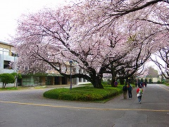 お花見ラン_a0036808_1515873.jpg