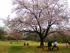 お花見ラン_a0036808_15165756.jpg