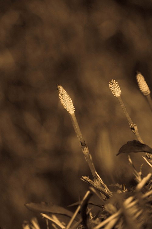 a0099808_29396.jpg