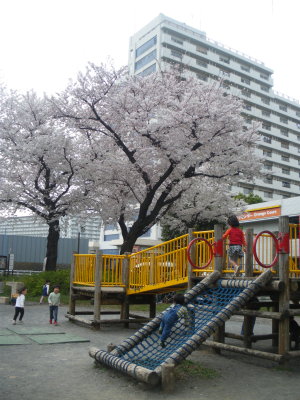 戸山公園でお花見 フミ読む月日