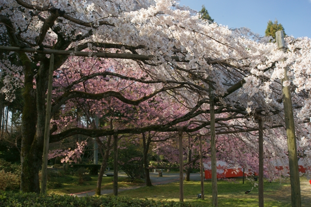 醍醐寺三宝院憲深林苑の桜_e0177413_22193391.jpg