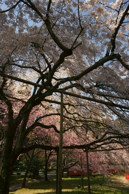 醍醐寺三宝院憲深林苑の桜_e0177413_22221437.jpg