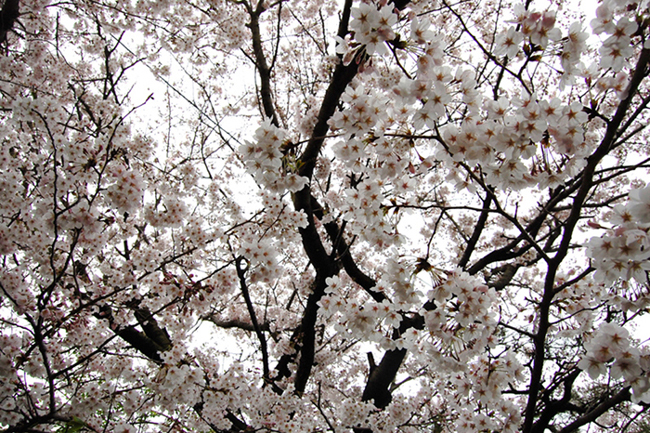 桜_f0150413_84559.jpg