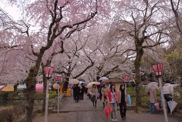 三島大社の桜が満開_f0182513_10265472.jpg