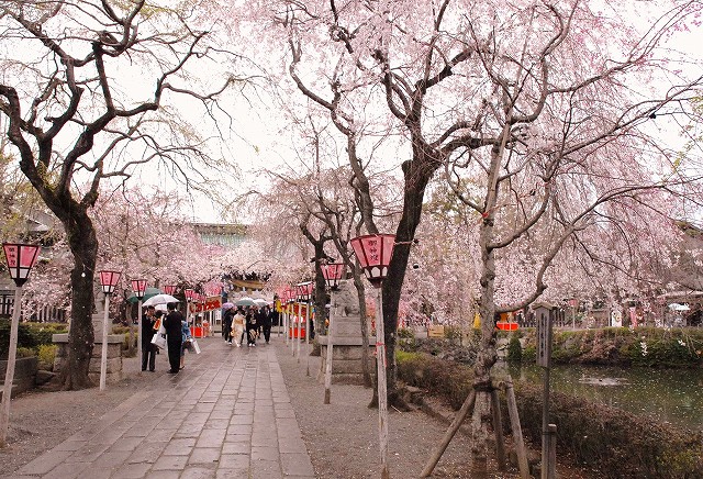 三島大社の桜が満開_f0182513_10272497.jpg