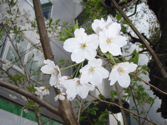 桜・・・_f0201014_17341940.jpg