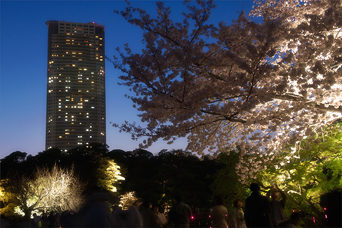 浜離宮　桜ライトアップ_f0014815_22434559.jpg