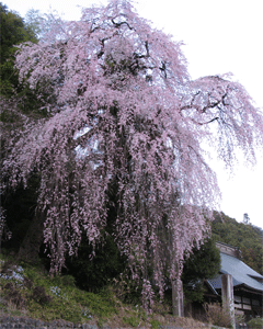 桜の満開_c0198717_20353068.gif