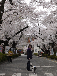 サクラ　さくら　sakura_e0080117_23475975.jpg