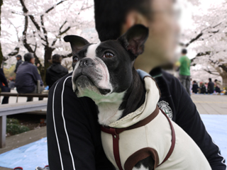 サクラ　さくら　sakura_e0080117_23533083.jpg