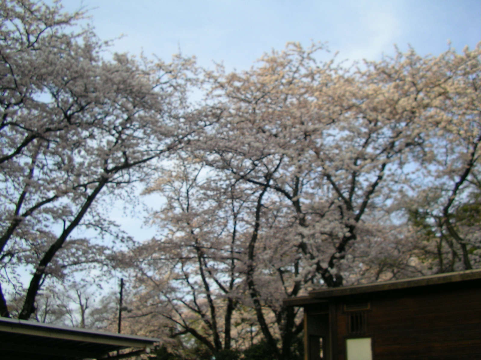 里見公園分園の桜_a0085019_21551777.jpg