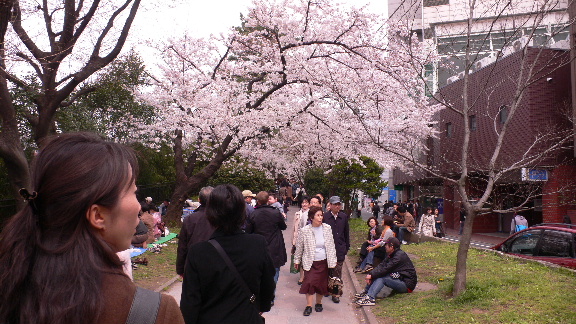 靖国神社と千鳥が淵の桜_f0081619_9545979.jpg