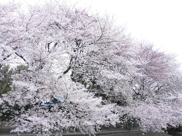 f0092320_204037.jpg