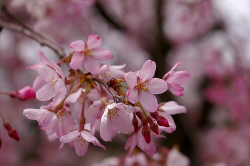 桜。。。_d0004922_17445118.jpg