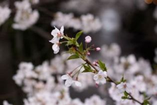 桜、満開！_d0026822_21413424.jpg