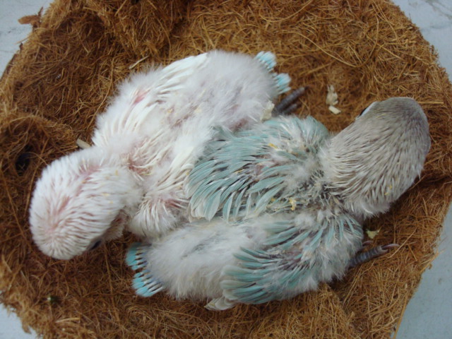インコ・ハムスター_f0189122_9365439.jpg