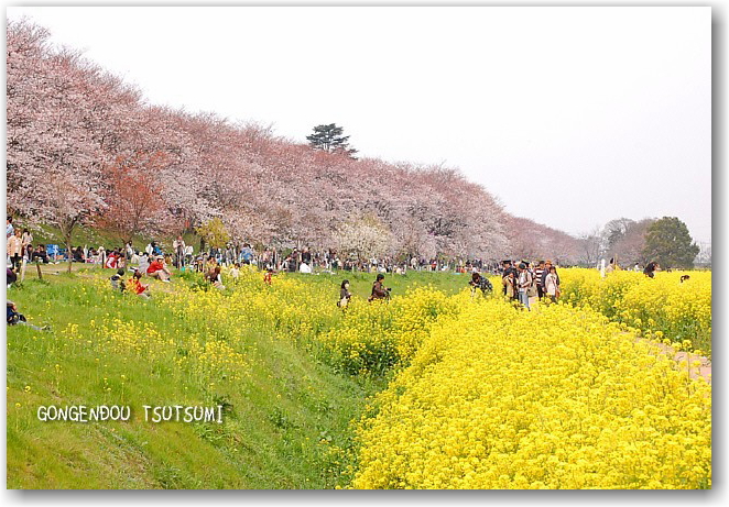 showplace of cherry blossoms_d0083623_1441912.jpg