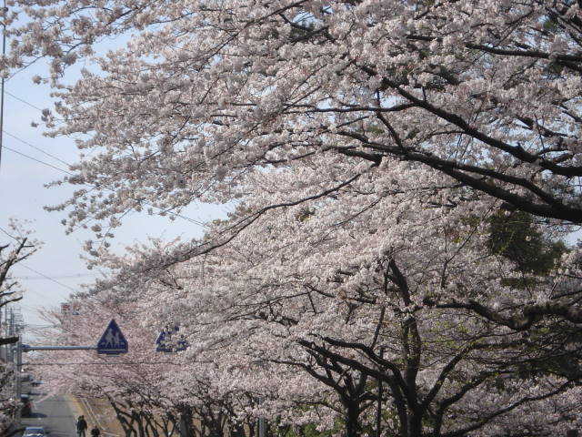 岩槻城址公園の桜_b0071624_17381163.jpg