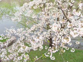 d0002224_2135677.gif