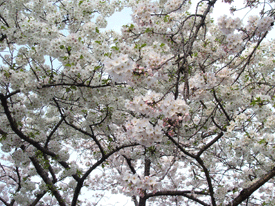 d0002224_21363821.gif
