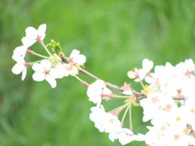 d0002224_21372544.gif