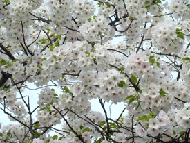 d0002224_21392747.gif