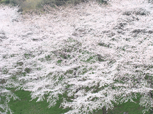 d0002224_21394674.gif