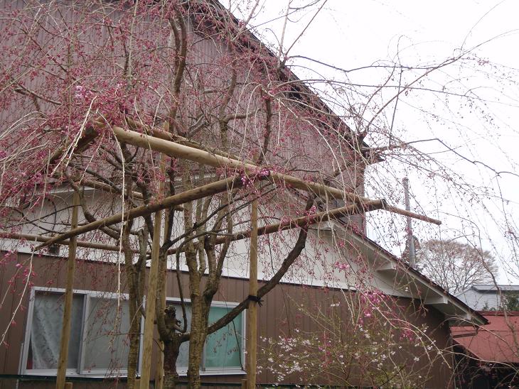 当館前の「紅しだれ桜」咲き始めてきました!!_e0154524_11594035.jpg