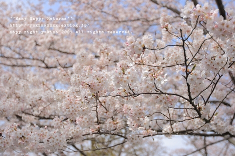 SAKURA*2009　染井吉野_b0132228_2346168.jpg