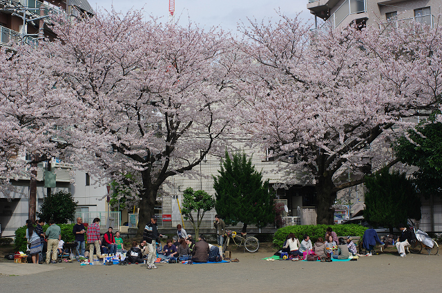 近所の桜_d0108029_21514933.jpg