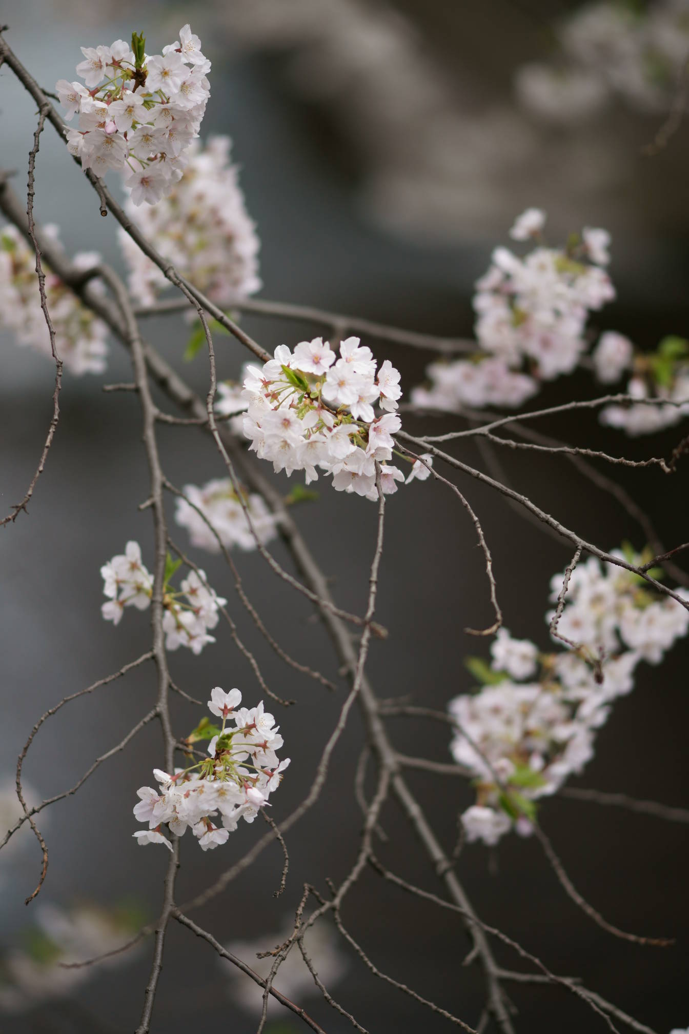 09.4.5 α900で初めての桜撮影 目黒川桜まつりにて_d0140929_23394399.jpg