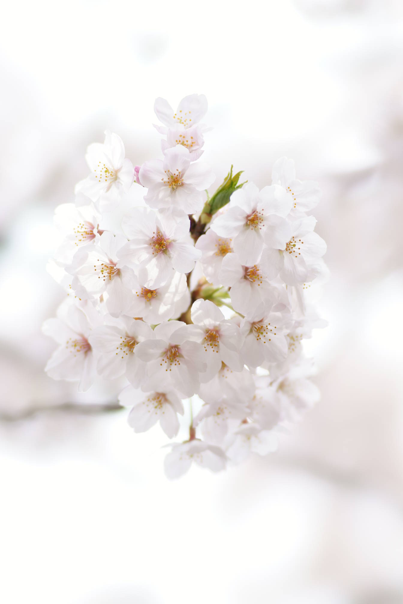 09.4.5 α900で初めての桜撮影 目黒川桜まつりにて_d0140929_2340526.jpg