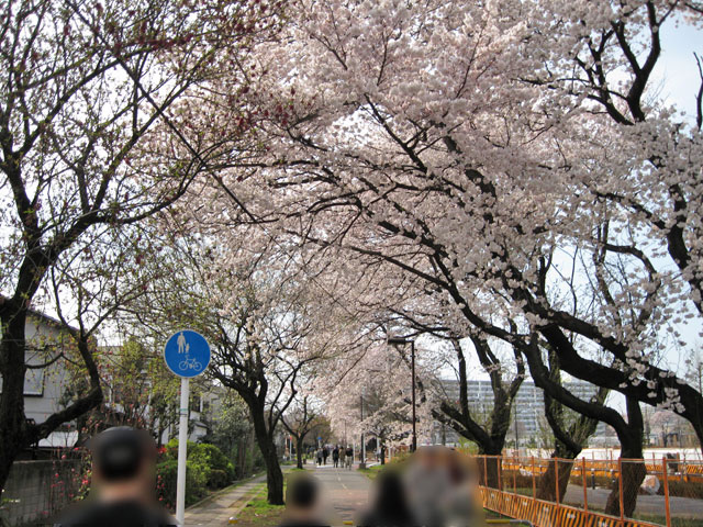 2009年 小金井公園で花見 第55回 小金井桜まつり_a0016730_2242661.jpg