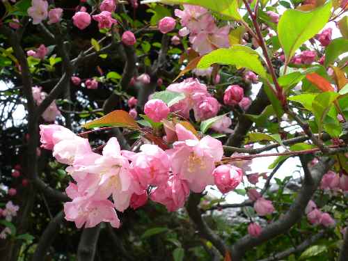 土・日のお花見_c0133533_2346272.jpg