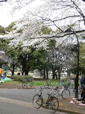 土・日のお花見_c0133533_23472310.jpg