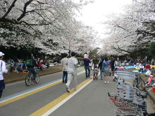 土・日のお花見_c0133533_23474473.jpg