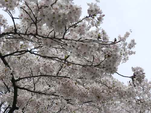 土・日のお花見_c0133533_234828.jpg