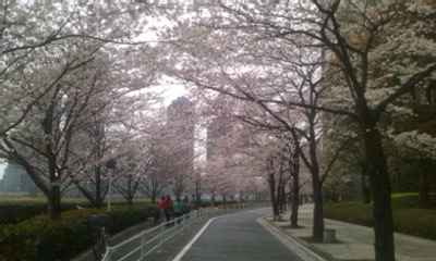 土曜日の花見_e0027033_23504696.jpg