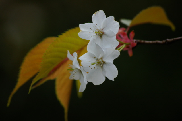 桜日和_f0145933_21123841.jpg