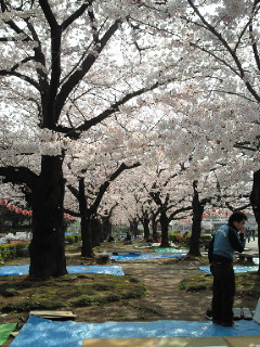 春爛漫☆満開の桜 vol2_f0164334_952221.jpg