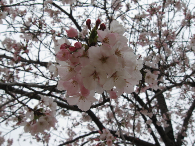 ♪♪　桜まつり　Ⅲ_a0068035_22514455.jpg