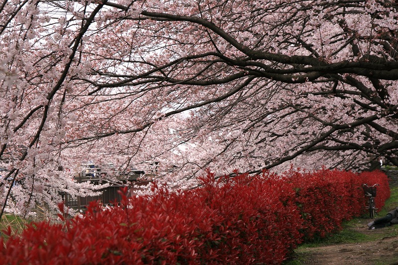 草加葛西用水の桜並木満開かな！！！_e0052135_1863252.jpg