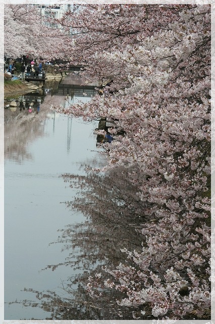 草加葛西用水の桜並木満開かな！！！_e0052135_1872812.jpg