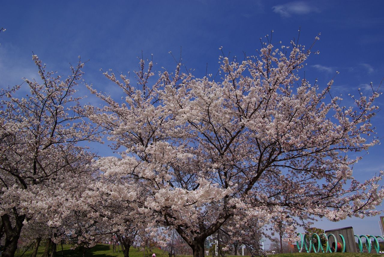 白鳥公園　桜2_a0085537_221296.jpg