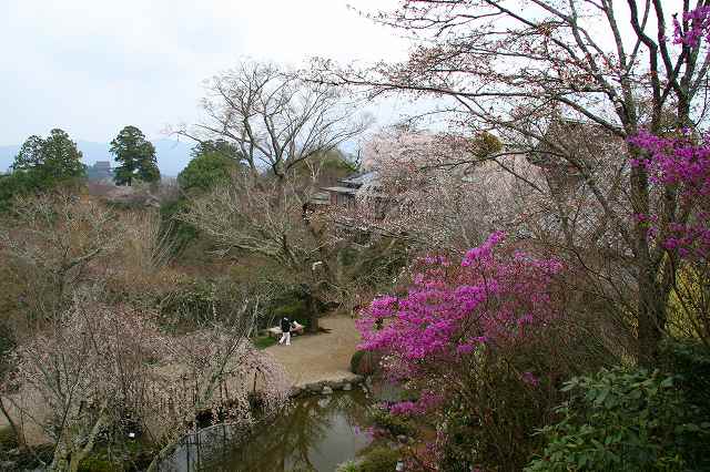 奈良桜詣_c0115938_21103710.jpg