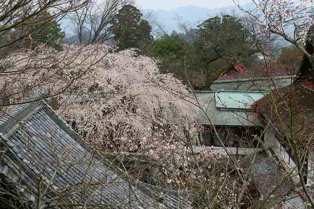 奈良桜詣_c0115938_2191197.jpg