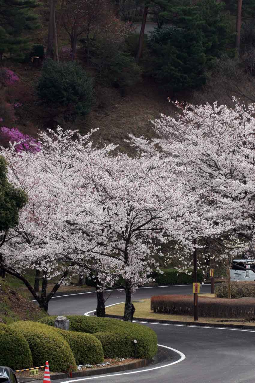 徳島県立神山森林公園の桜♪_d0058941_19145774.jpg